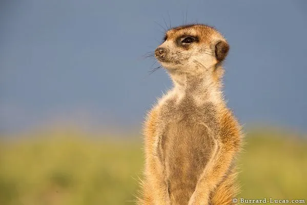 meerkat_up_close.webp