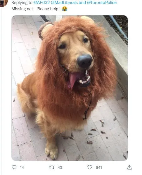 missingcatlol.webp
