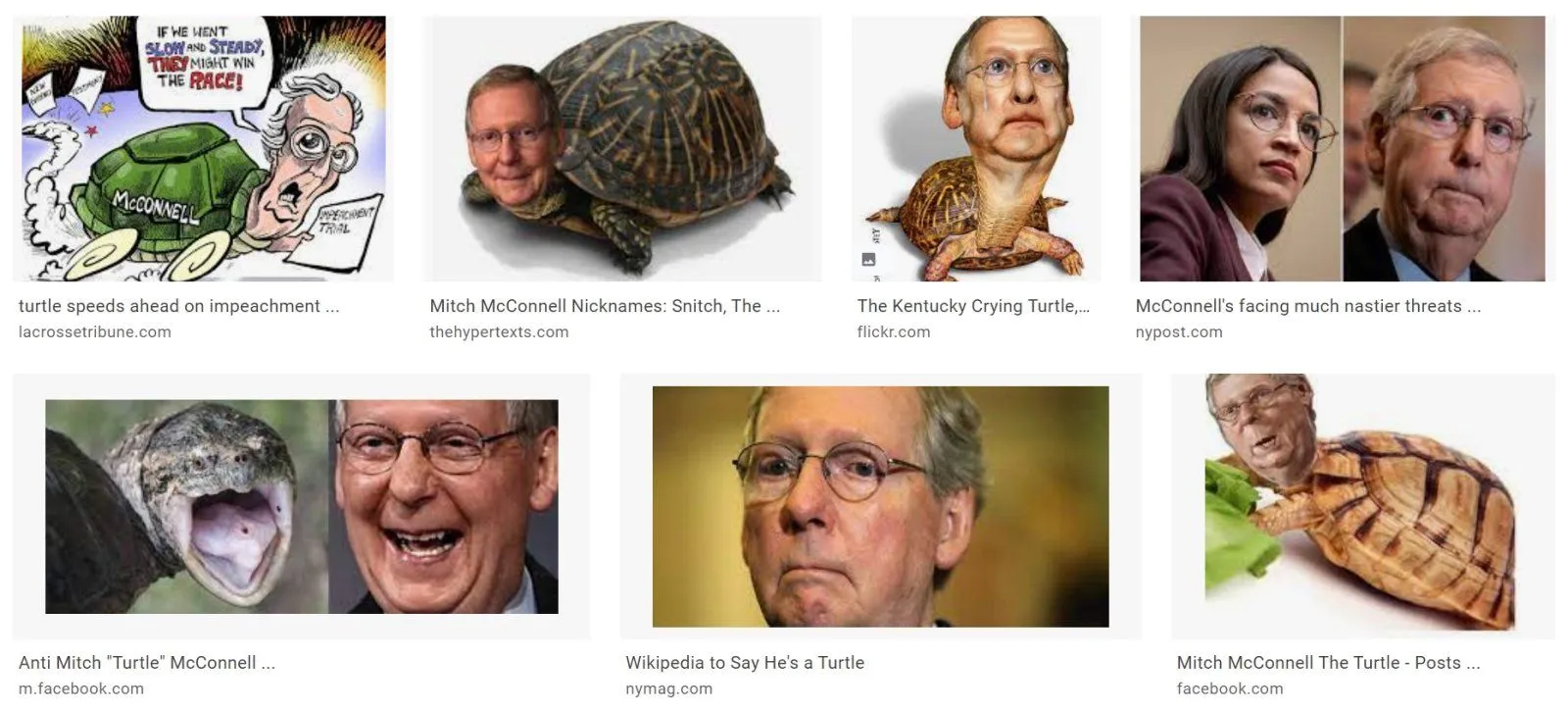 mitch turtle.webp