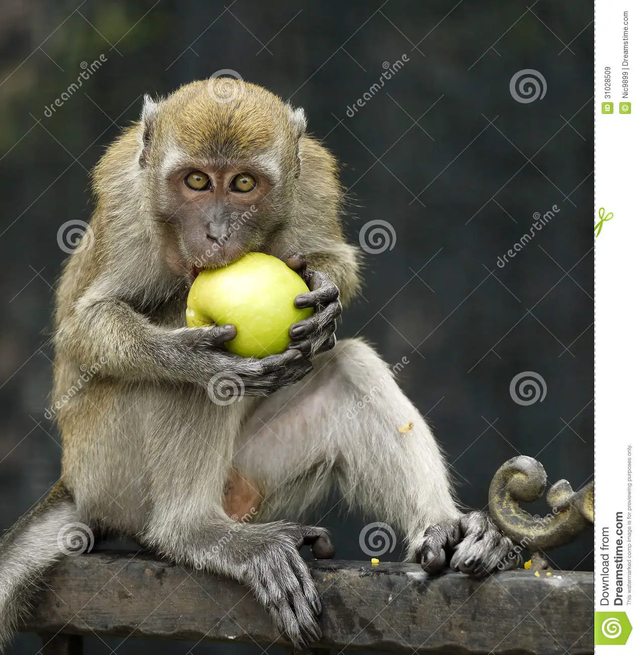 monkey-eating-apple-midst-31028509.webp