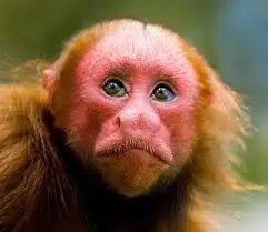 Monkey.webp