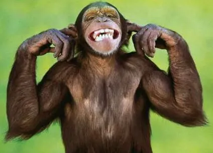 monkey_fingers_in_ears.webp