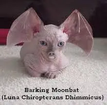 moonbat.webp