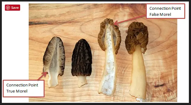 Morel.webp