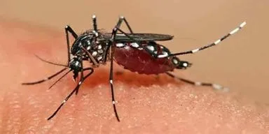 mosquito biting.webp