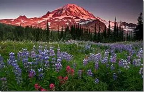 mountains-and-flowers_thumb.webp