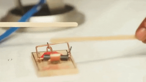 mousetrap for W.gif