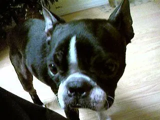 my little  baby.webp