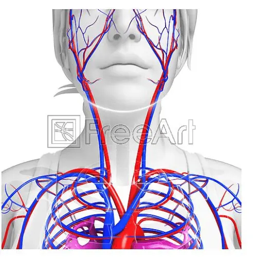 neckbloodflow.webp
