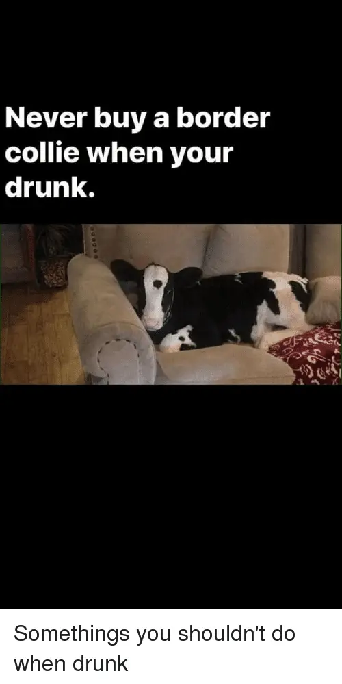 never-buy-a-border-collie-when-your-drunk-0-somethings-35533623.webp