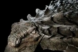 nodosaur-fossil-canadian-mine-face.adapt.1190.1.webp