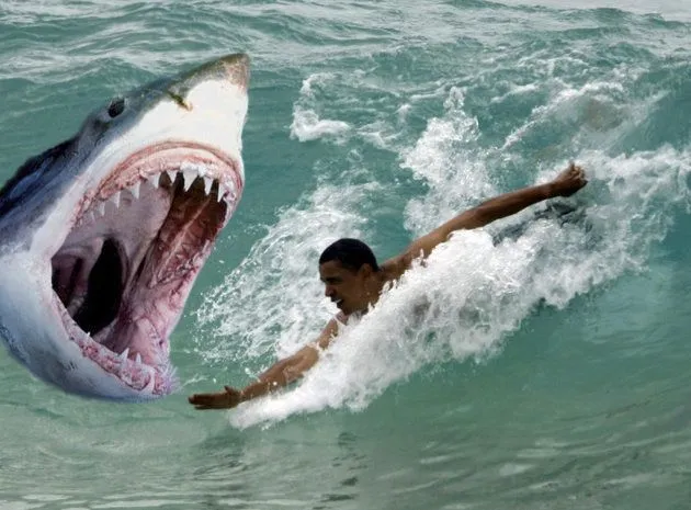 obama shark.webp