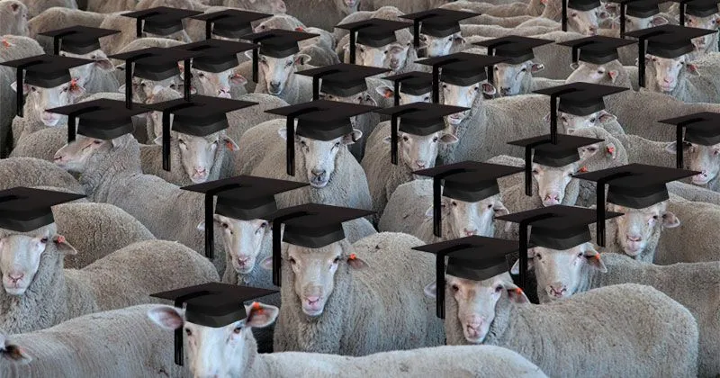 Obedient-Sheep.webp