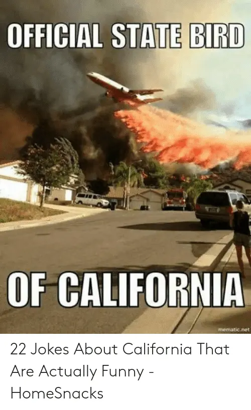 official-state-bird-of-california-mematic-net-22-jokes-about-california-53479120.webp