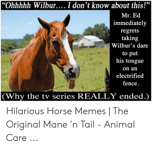 ohhhhh-wilbur-i-dont-know-about-this-mr-ed-immediately-53344179.webp