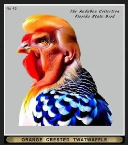 Orange Crested Twatwaffle.webp