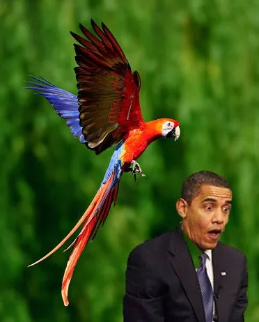 orange parrot.webp