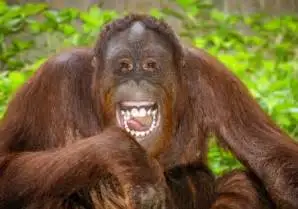 orangutan.webp