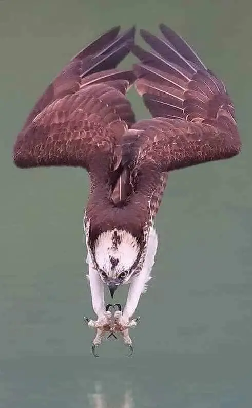 osprey.webp