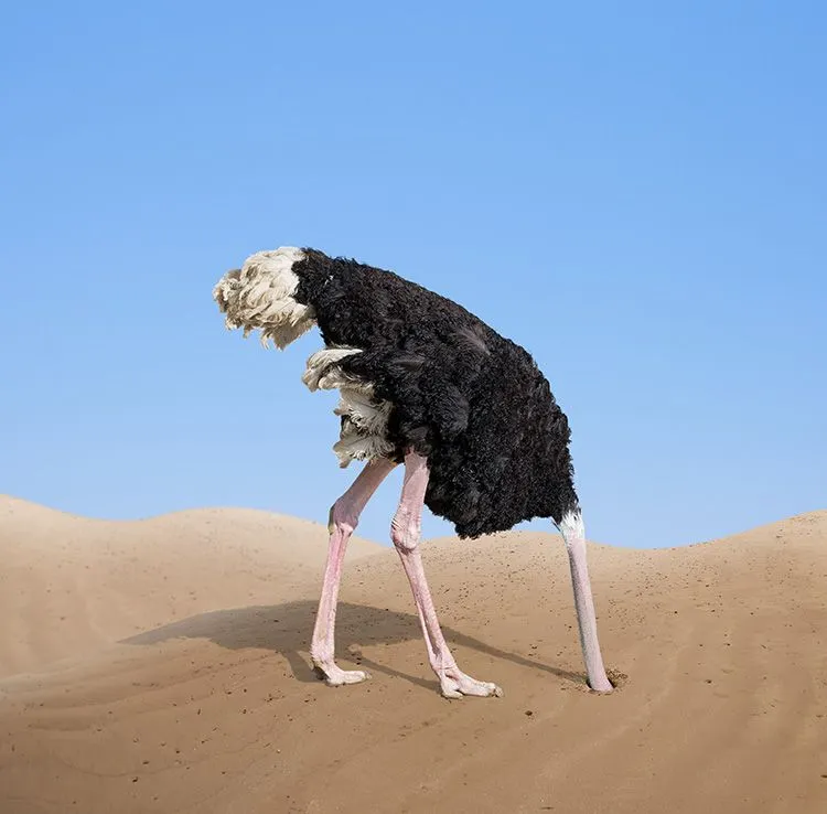 ostrich-head-in-sand.webp