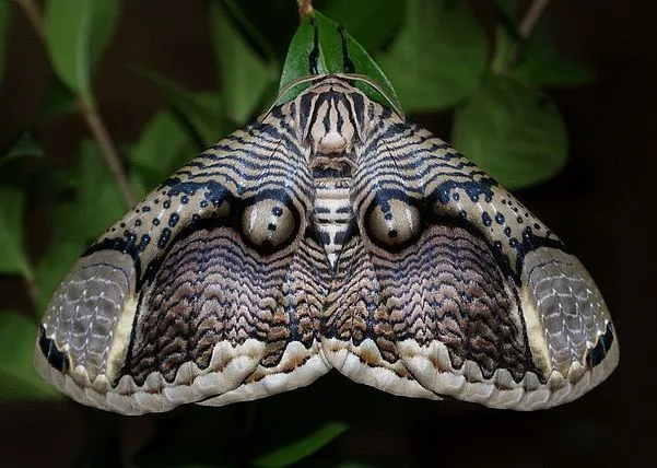 Owl moth brahmaea japonica3.webp