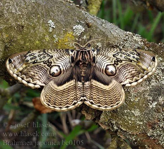 Owl moth brahmaea_japonica1.webp