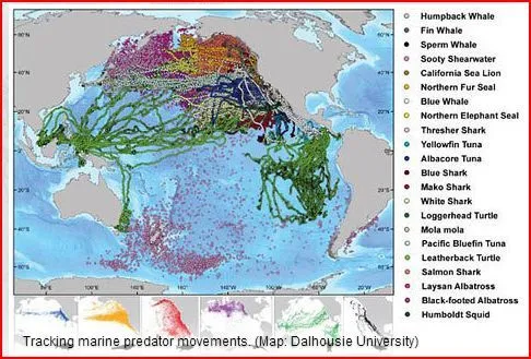 Pacific migration routes.webp