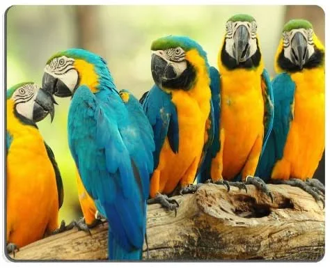 parrot.webp