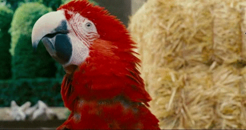 parrot2.gif