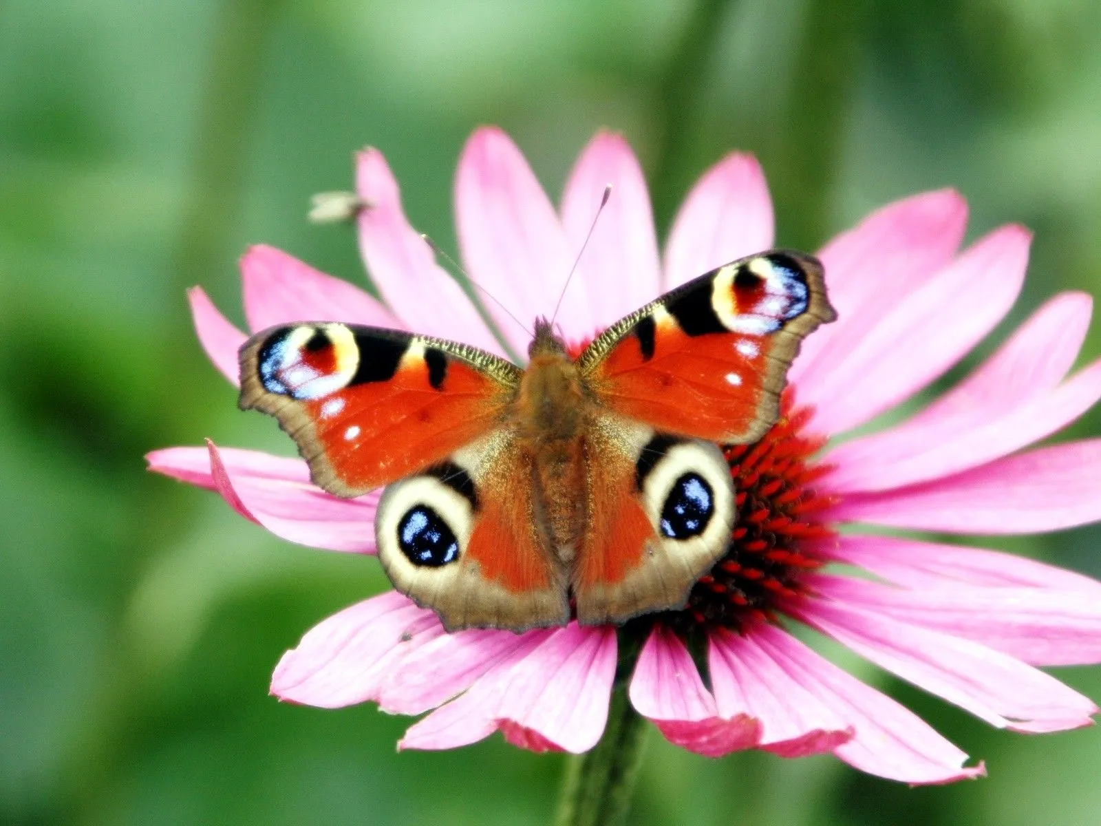 peacok-butterfly-flower-wallpaper.webp