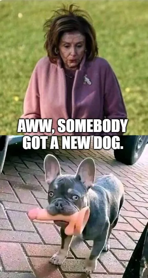 pelosi got a new dog.webp