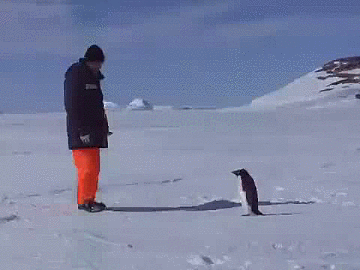 penguin.gif