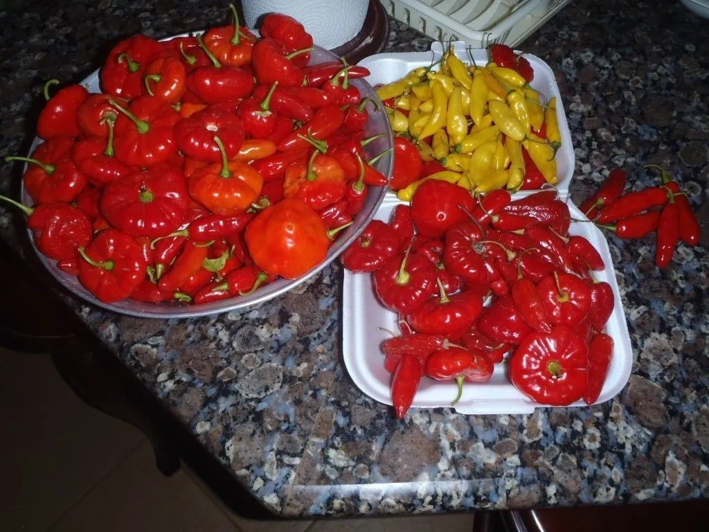 pepperz.webp