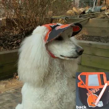 pet_hats_lg.webp