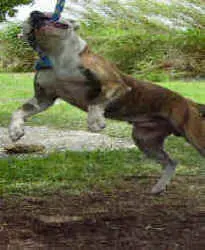 petey.webp