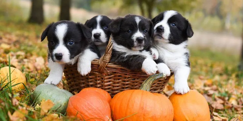 PF-2018-Blog-October-PuppiesBasket-800x400.webp