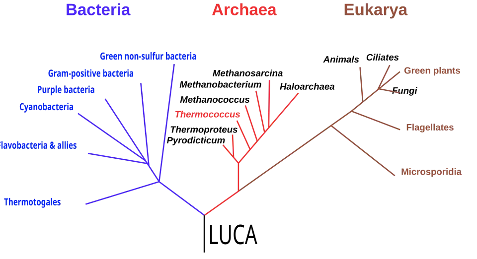 Phylogenetic_tree_of_life_1990_LUCA.svg.webp