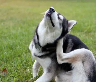 picture of dog scratching fleas.webp