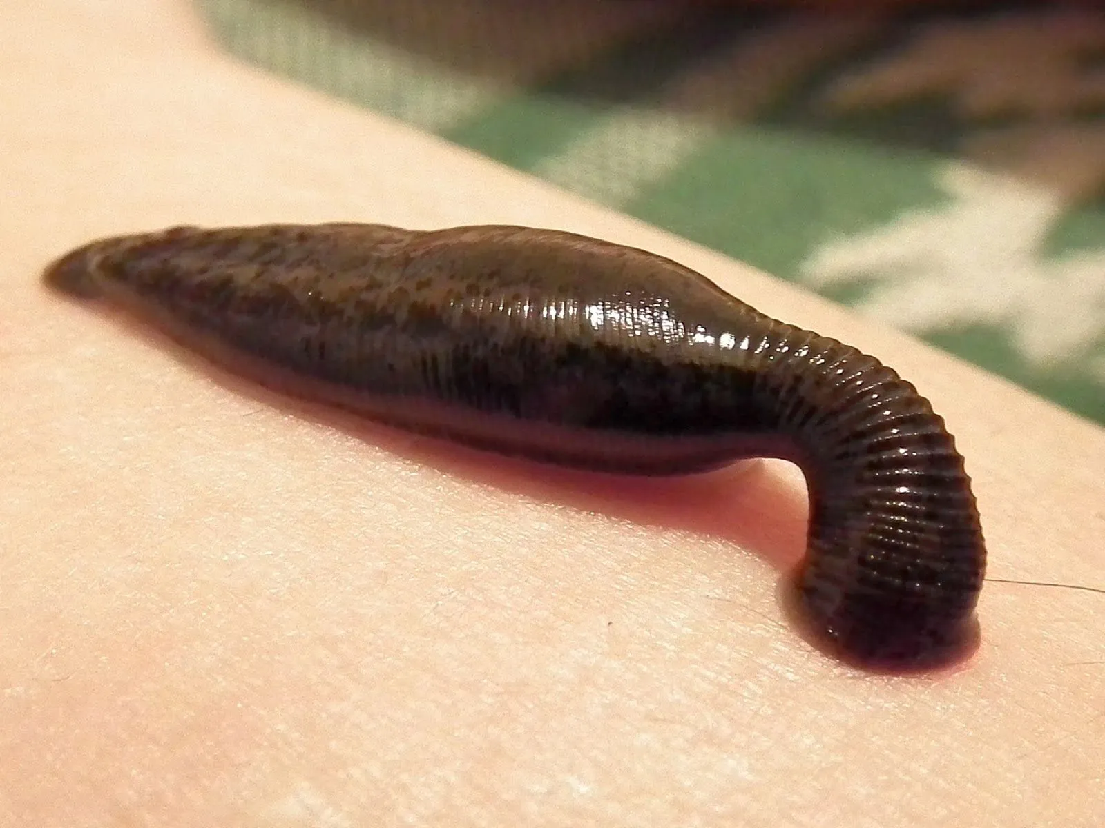 Picture of leech sucking blood.webp