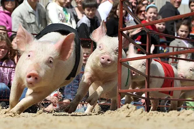pig-racing.2.webp