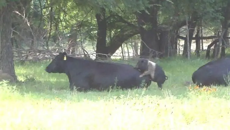 pigcowmating.webp