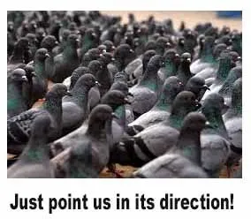 pigeons.webp