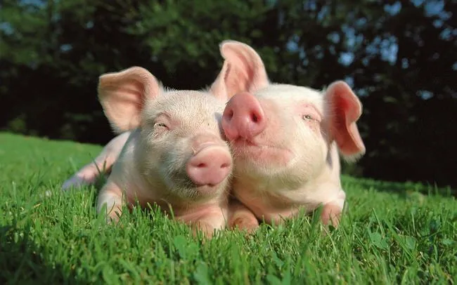 pigs-in-love-animals-in-nature-free-wallpaper.webp