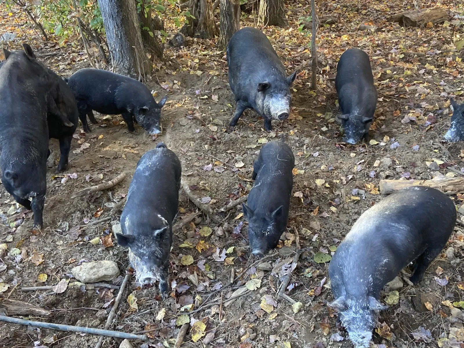 pigs in qwhiteface.webp