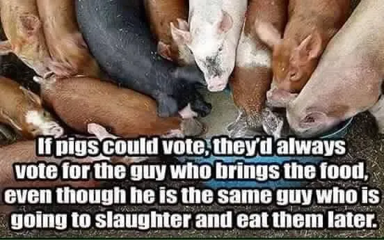 pigsvote.webp