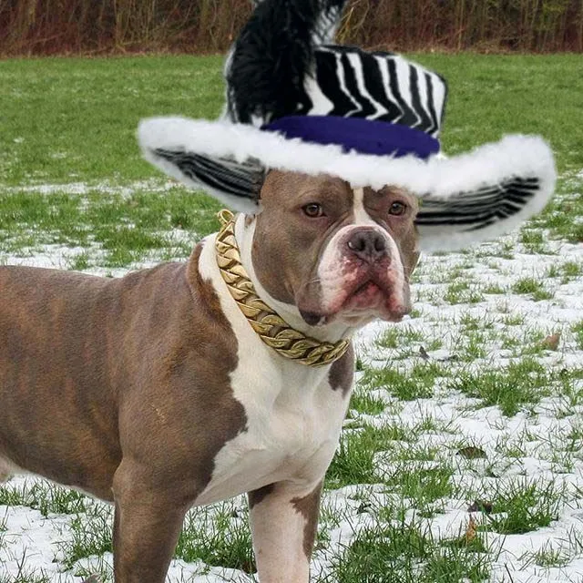 pimp doggie.webp