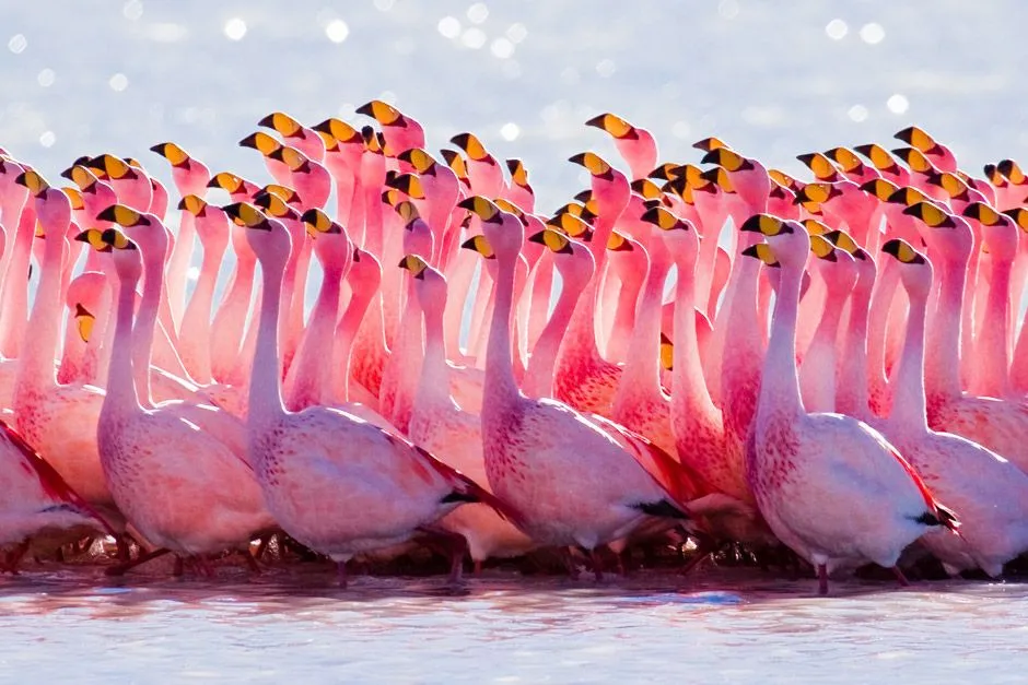 pink-flamingos-birds.webp