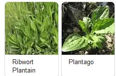 Plantain.webp