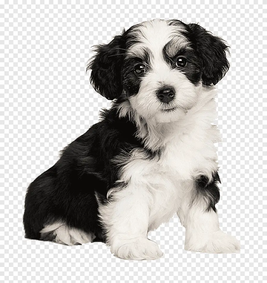 png-clipart-black-and-white-australian-shepherd-puppy-havanese-dog-border-collie-poodle-bicho...webp