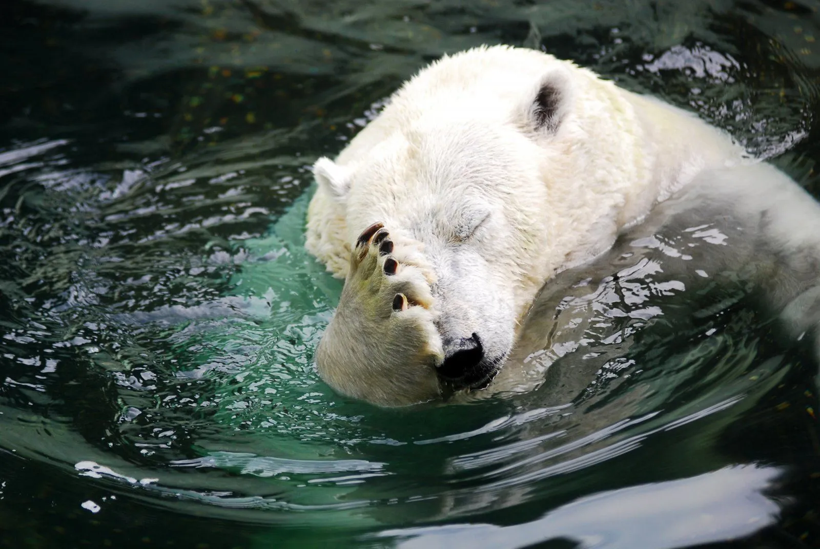 Polar-Bear-Facepalm.webp